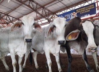 Los ganaderos en Casanare se modernizan