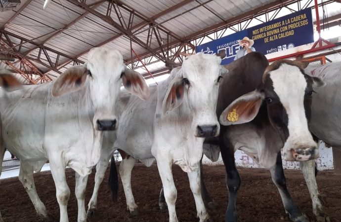 Los ganaderos en Casanare se modernizan