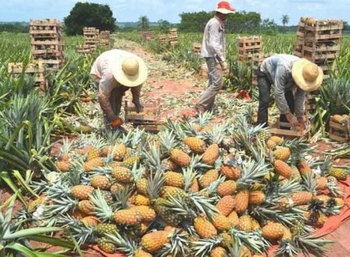 Pequeños productores a participar de las Alianzas Productivas