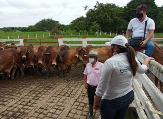 Mejoramiento genético de la ganadería en Casanare