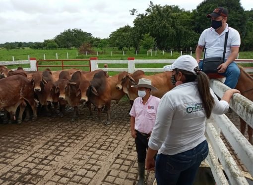 Mejoramiento genético de la ganadería en Casanare