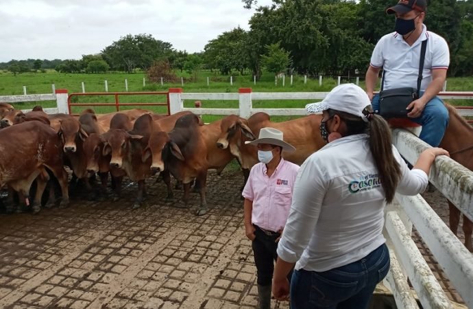 Mejoramiento genético de la ganadería en Casanare