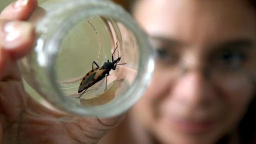 Aumentan casos de Chagas en Casanare