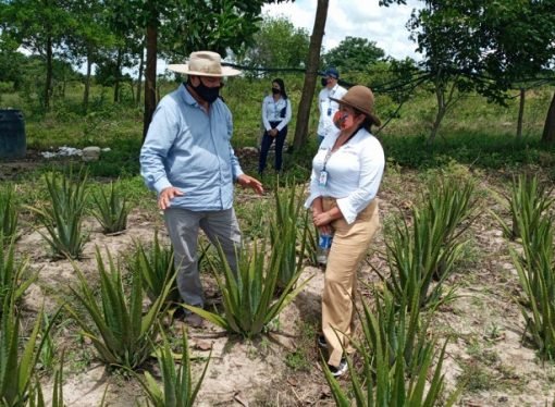Crecen iniciativas de producción orgánica en Casanare