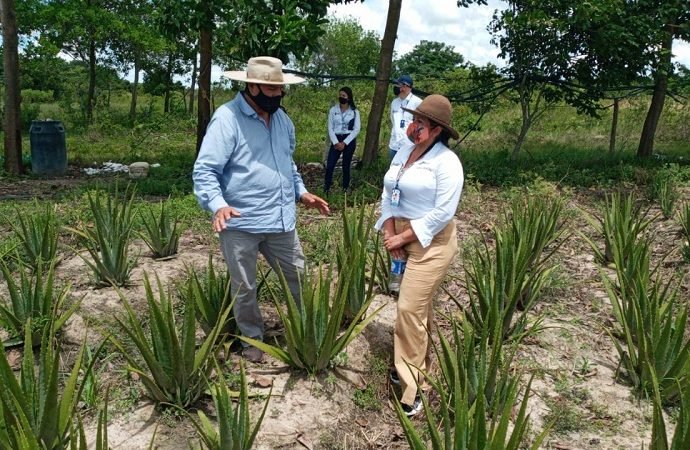 Crecen iniciativas de producción orgánica en Casanare