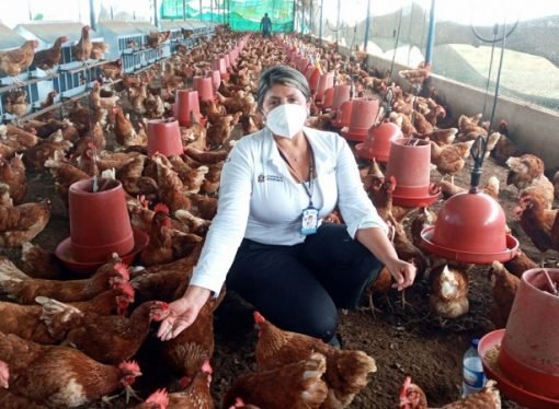 Emprendimientos productivos en Hato Corozal