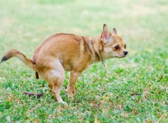 Dueños que no recojan excremento de sus mascotas podrán ser sancionados