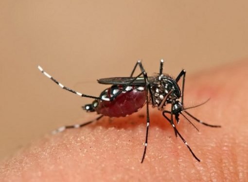 Alarma en tres municipios de Casanare por Dengue