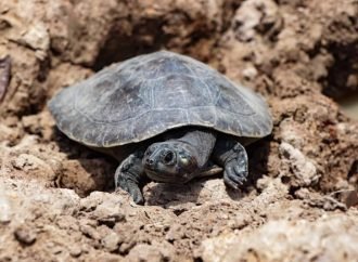 314 animales fueron devueltos a su hábitat natural