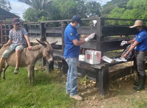 Se realizó Jornada de vacunación para Equinos en La Porfía