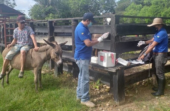 Se realizó Jornada de vacunación para Equinos en La Porfía