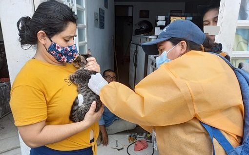 Más de 26 mil animales se han vacunado contra la rabia en Yopal