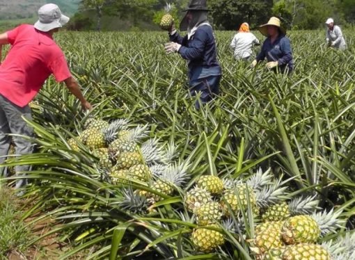 Ministro de agricultura vendrá a Casanare