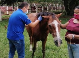 Siguen jornadas de vacunación de Encefalitis Equina
