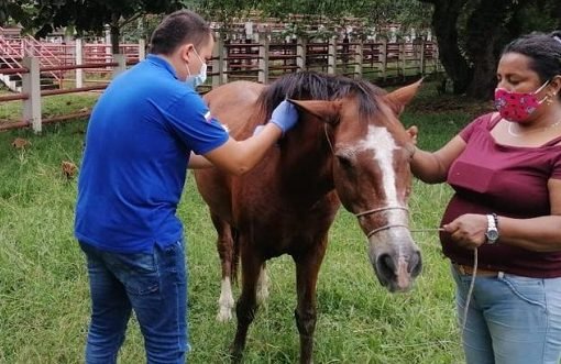 Siguen jornadas de vacunación de Encefalitis Equina