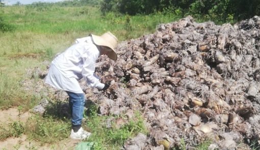 88 familias del Meta han recibido $3.000 millones para desarrollar proyectos productivos