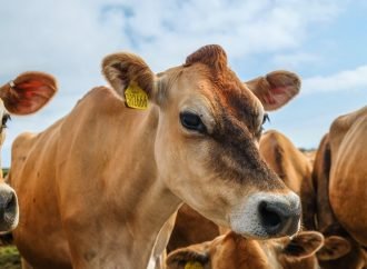Desfinanciar la ganadería intensiva: ¿una respuesta al cambio climático?
