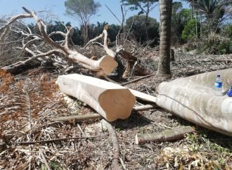 Seis personas capturadas en el municipio de Pore por talar árboles nativos