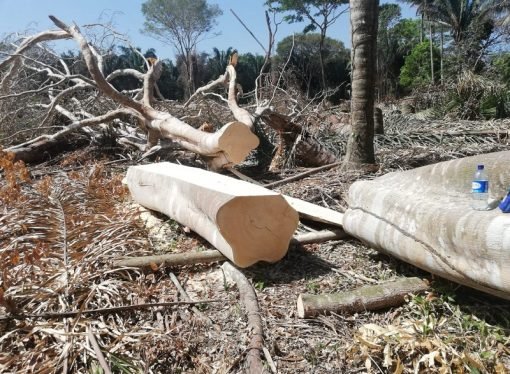 Seis personas capturadas en el municipio de Pore por talar árboles nativos