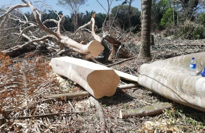 Seis personas capturadas en el municipio de Pore por talar árboles nativos