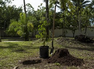 Ya son 50 millones de árboles sembrados en el país en los dos últimos años