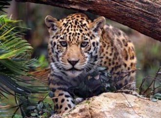 Jaguar mata a una niña de indígena en Boyacá