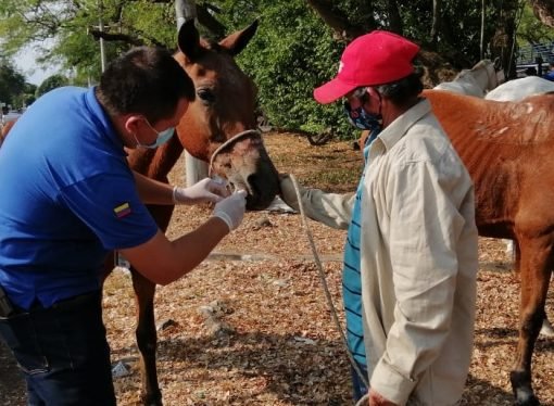 Jornadas de vacunación contra la Encefalitis Equina Venezolana en Yopal