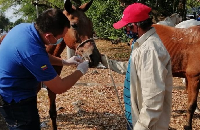 Jornadas de vacunación contra la Encefalitis Equina Venezolana en Yopal