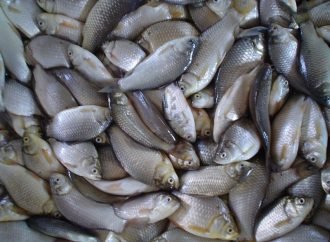 Primera Feria del Pescado en Yopal