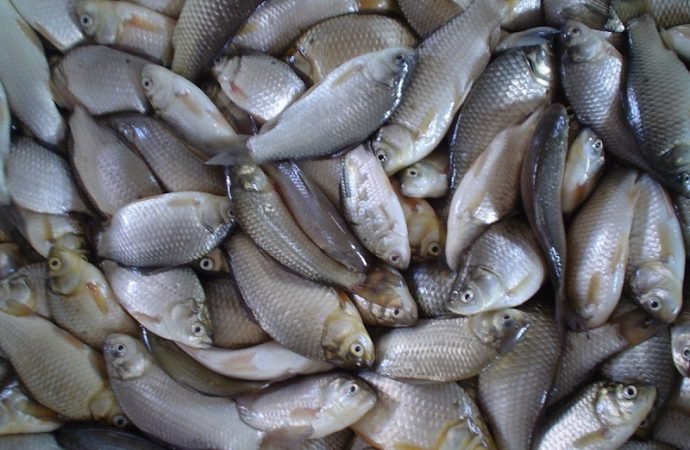 Primera Feria del Pescado en Yopal