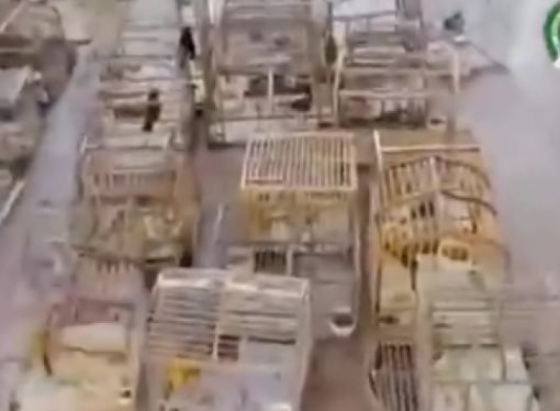 Fiscalía desmantela red de tráfico de aves exóticas: 224 especies silvestres se recuperaron