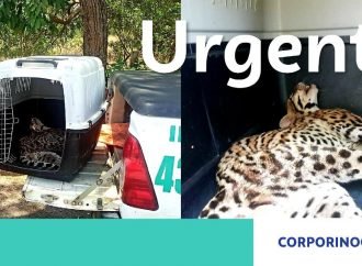 Corporinoquia atendió caso de felino atropellado en  la Yopalosa