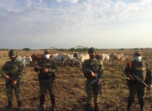 26 semovientes hurtados en Arauca fueron recuperados