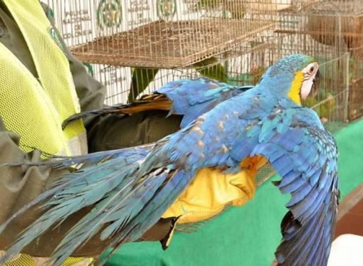 Corporinoquia adelanta jornada de entrega voluntaria de fauna silvestre