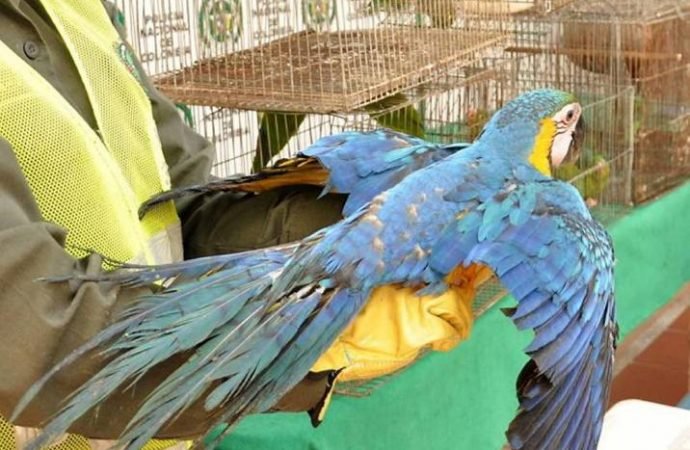 Corporinoquia adelanta jornada de entrega voluntaria de fauna silvestre
