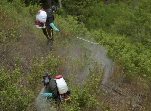 Comisión Quinta del Senado archivó prohibición del glifosato