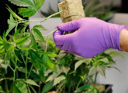 CRÓNICA DE GARDEAZÁBAL, PAQUIDERMOS Y ORNITORRINCOS