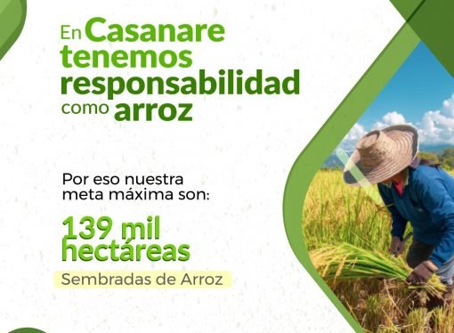 Siembras de arroz en Casanare no pueden superar las 139 mil hectáreas