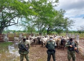 incautan 94 semovientes bovinos de contrabando en el norte de Casanare
