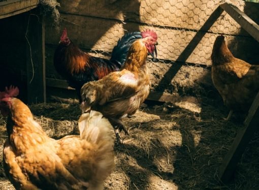 SANTUARIOS ACOGERÁN A ANIMALES DE GRANJA AFECTADOS POR LA CRISIS EN COLOMBIA