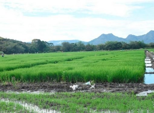 ¿Ahora sí habrá distrito de riegos en Casanare?