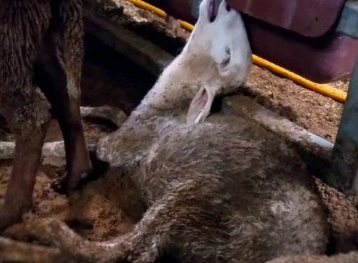 ONGs internacionales hacen llamado al congreso para prohibir exportación de ganado en pie