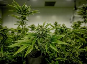 Colombia entra a la producción industrial de cannabis