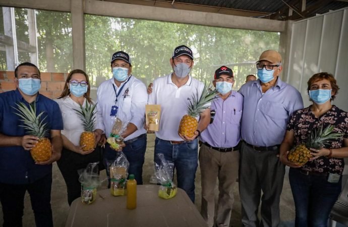 Gobernador anuncia más de $1700 millones para planta transformadora de piña en Tauramena