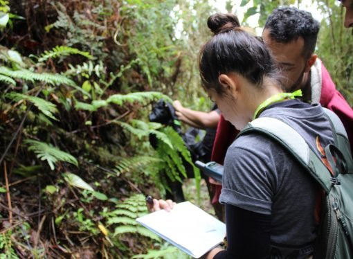 Avanza estudio para proteger el oso andino en El Calvario y San Juanito