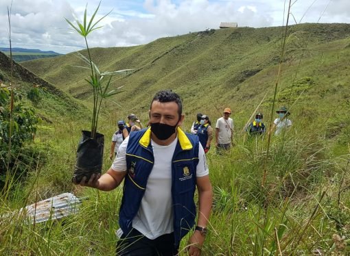 Se sembraron palmas de moriche en nacederos de agua