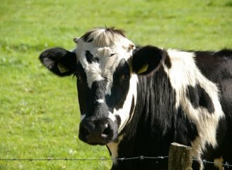 Granja lechera se convierte en santuario animal en la Calera con campaña de crowdfunding para jubilar a sus vacas lecheras