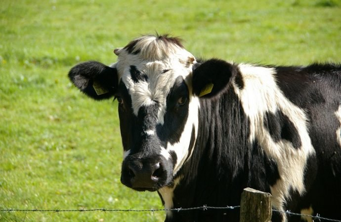 Granja lechera se convierte en santuario animal en la Calera con campaña de crowdfunding para jubilar a sus vacas lecheras