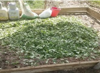 FUERZA PÚBLICA DESTRUYE 36 LABORATORIOS PARA EL PROCESAMIENTO  DE COCA EN LA AMAZONÍA