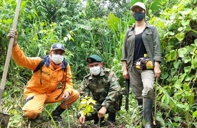 Más de 479 mil árboles ha sembrado Cormacarena en lo corrido del 2021